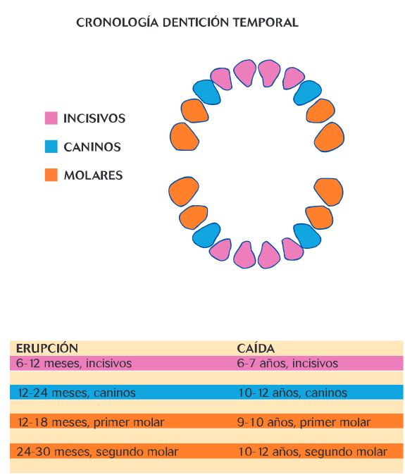 Edad erupcion dientes temporales